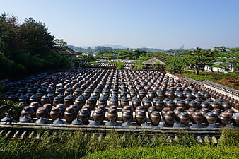 Rows of traditional Korean earthenware jars in a courtyard