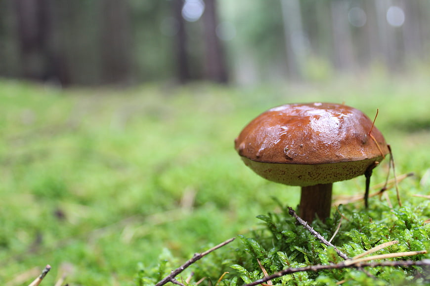 Close-up of a brown mushroom on green moss in a forest
