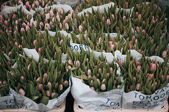 Bunches of pink tulips in white paper wrapping