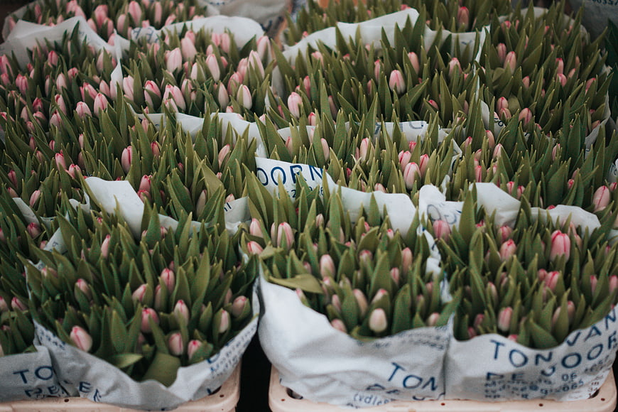 Bunches of pink tulips in white paper wrapping