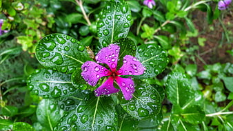 Vibrant purple periwinkle flower with raindrops on green leaves