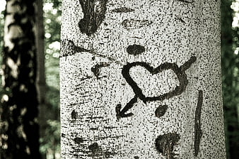 Heart carved into birch tree bark in forest