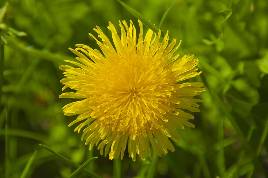 Close-up of a bright yellow dandelion flower in green grass