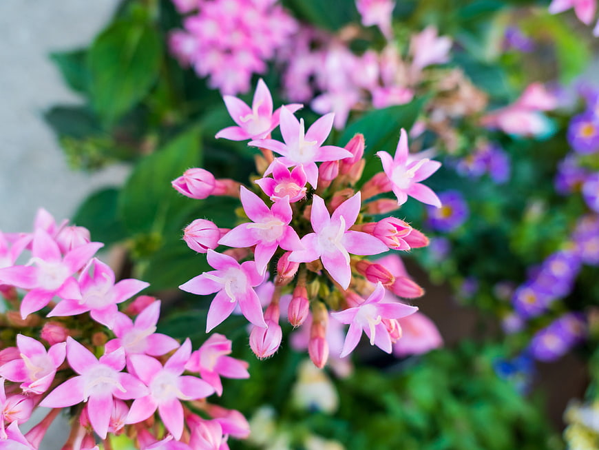 Close-up of vibrant pink star-shaped flowers in a garden