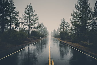 Wet asphalt road through pine forest in foggy rain