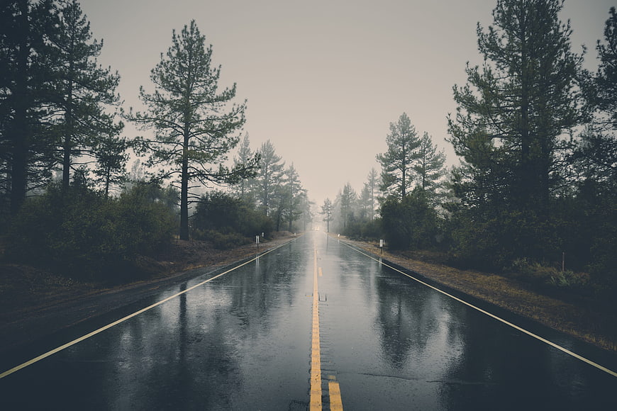 Wet asphalt road through pine forest in foggy rain