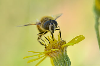 Macro shot of hoverfly on yellow flower with pollen