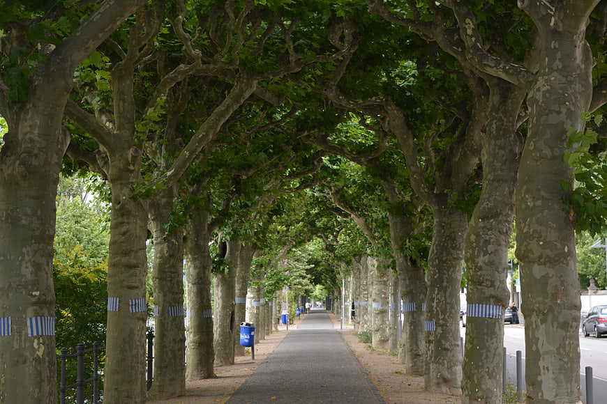 Tree-lined urban pathway with striped bands on trunks