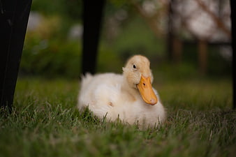 Cute yellow duckling resting on green grass