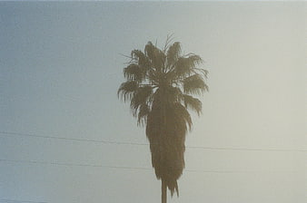 Silhouette of a Palm Tree Against a Hazy Sky