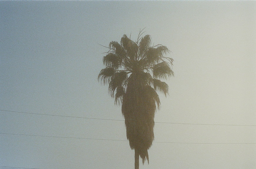 Silhouette of a Palm Tree Against a Hazy Sky