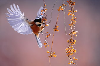 Eurasian Bullfinch in Flight Feeding on Berries