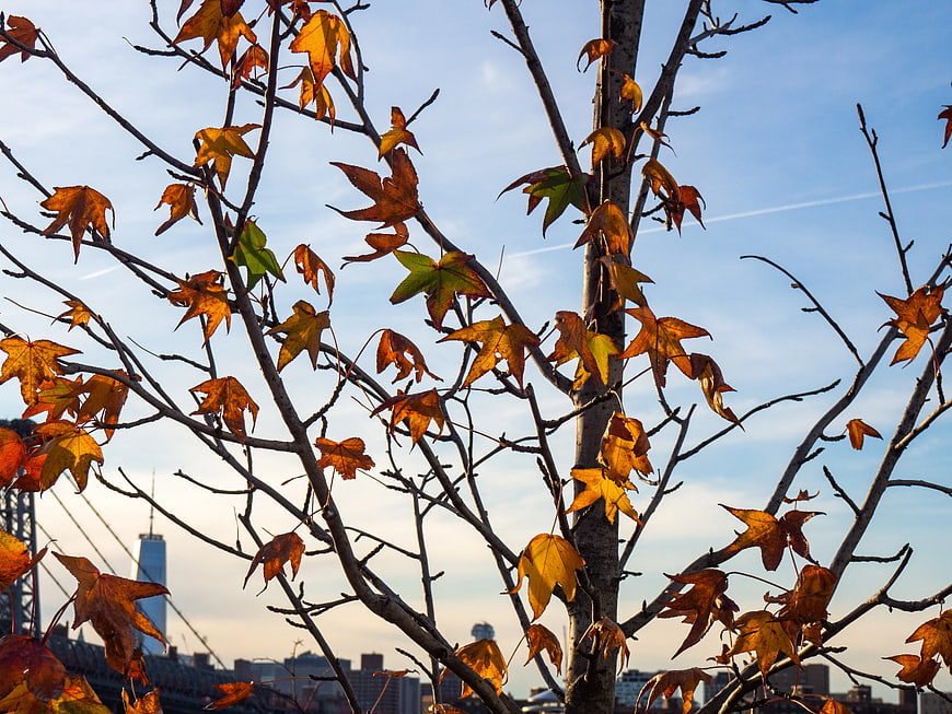 Autumn Maple Leaves Backlit Against City Skyline