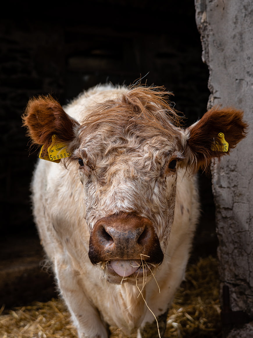 Close-up portrait of a Highland cow with tongue out