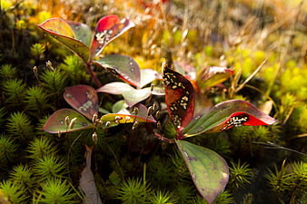 Close-up of autumn forest floor with moss and spotted leaves