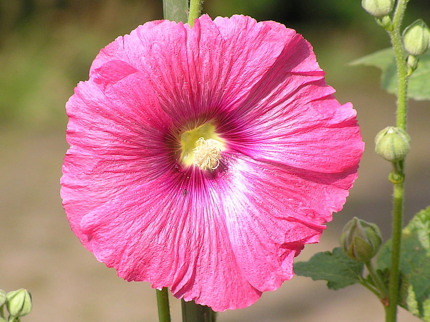 Close-up of vibrant pink hollyhock flower in garden