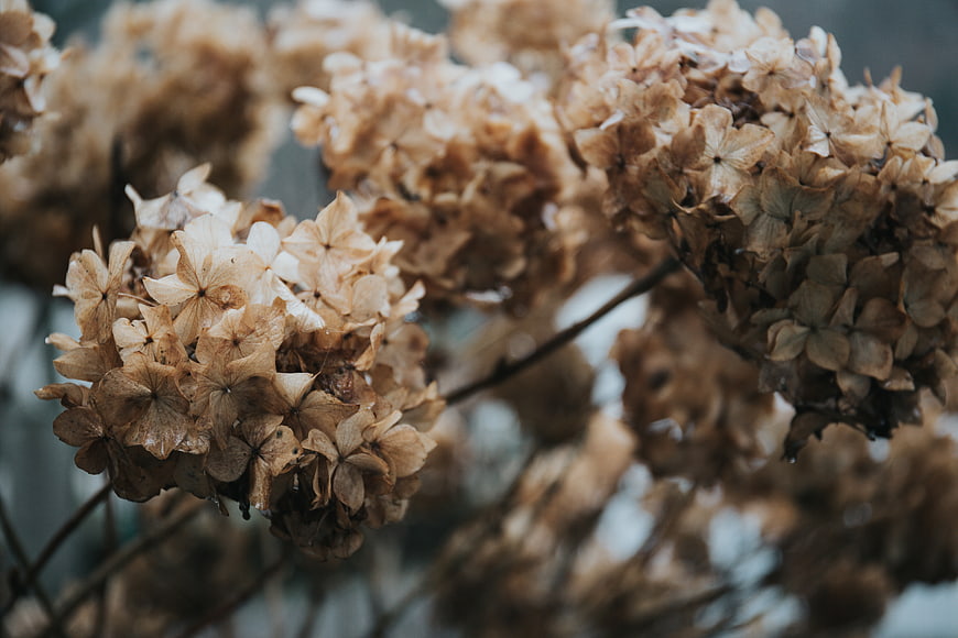 Close-up of dried hydrangea flowers in autumn tones