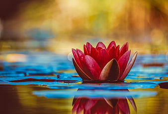 Vibrant Red Water Lily Floating on Blue Water Surface