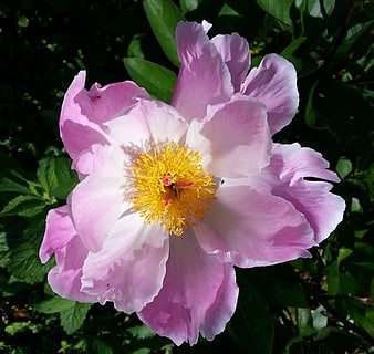 Pink Peony Flower with Yellow Center in Garden