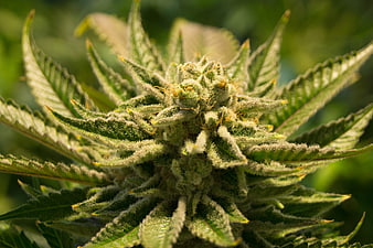 Close-up of a resinous cannabis flower with trichomes
