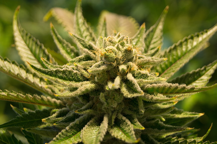 Close-up of a resinous cannabis flower with trichomes
