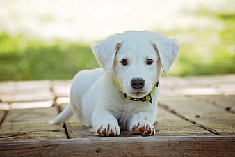 Cute white puppy lying on wooden deck outdoors