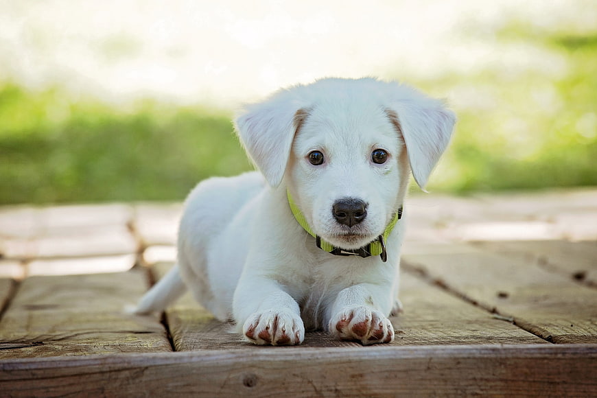 Cute white puppy lying on wooden deck outdoors