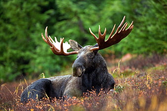 Majestic Bull Moose Resting in Autumn Forest