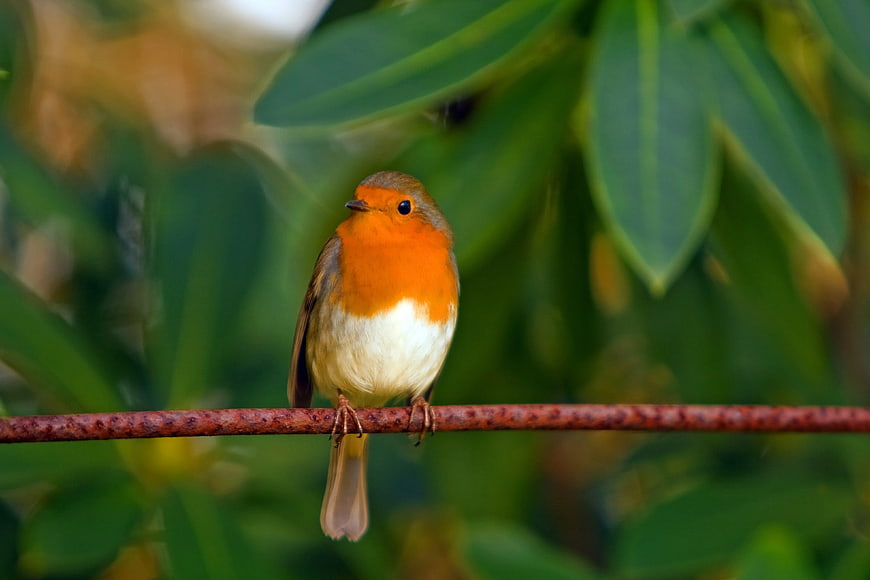 European Robin perched on a rusty wire