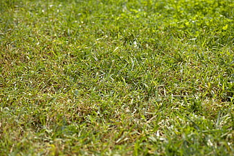 Close-up of green grass texture in a sunny field
