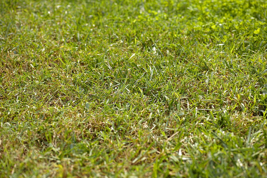 Close-up of green grass texture in a sunny field