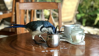 Blue Jay drinking spilled milk from metal cup on wooden table