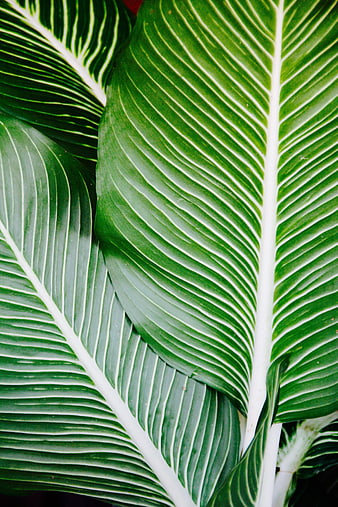 Close-up of Green Tropical Leaves with White Veins