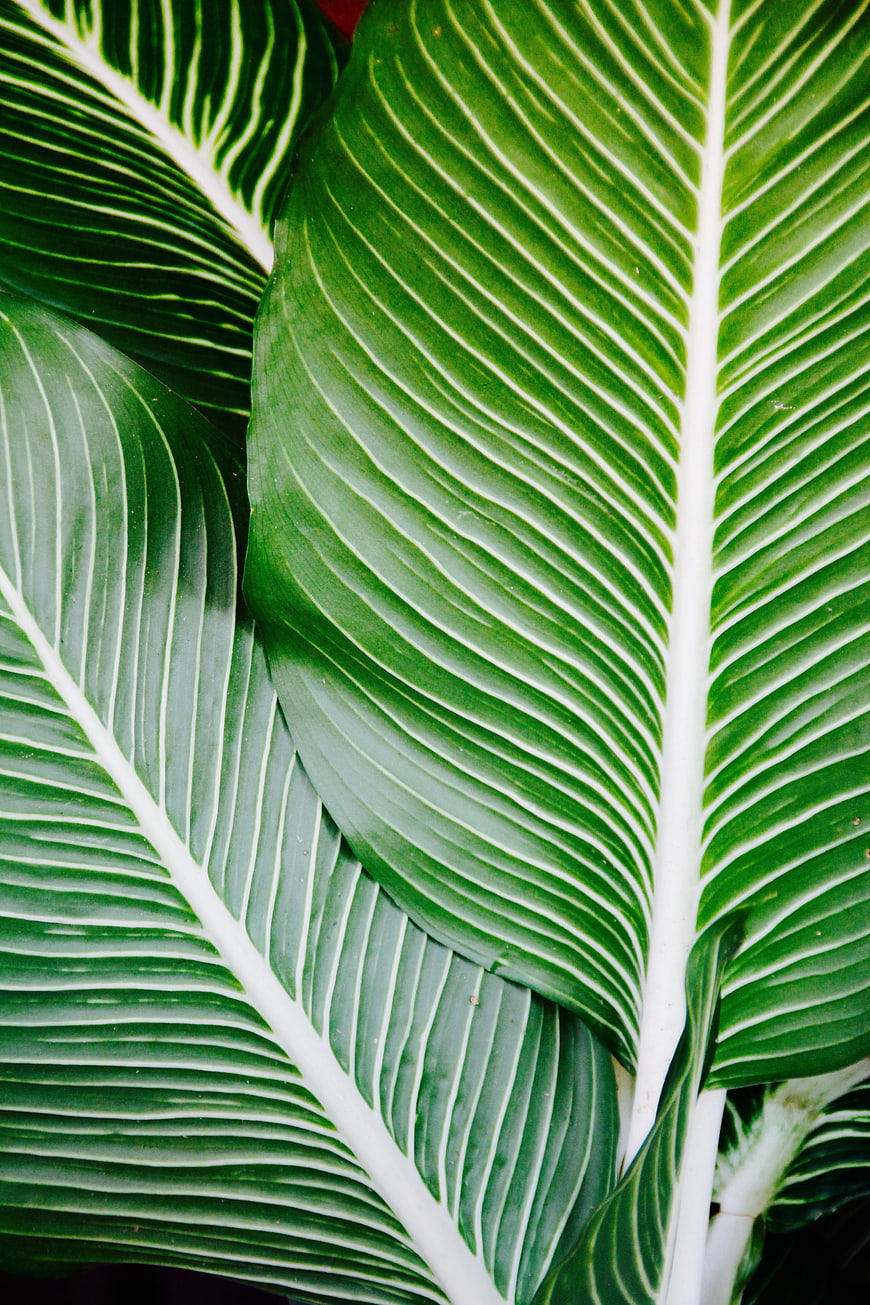Close-up of Green Tropical Leaves with White Veins