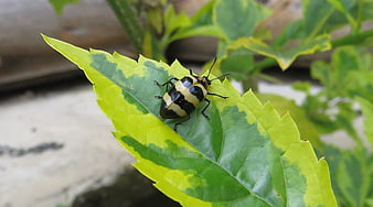Close-up of black and yellow beetle on variegated leaf