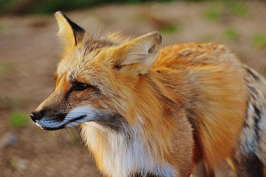 Close-up profile of a red fox in natural habitat