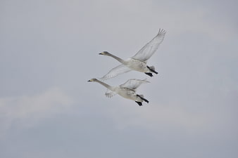 Two white swans flying in formation against a cloudy sky