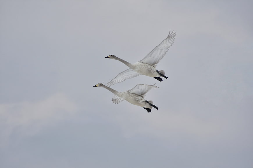 Two white swans flying in formation against a cloudy sky