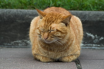 Sleeping orange tabby cat loaf on pavement