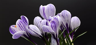 Purple and White Striped Crocus Flowers on Black Background