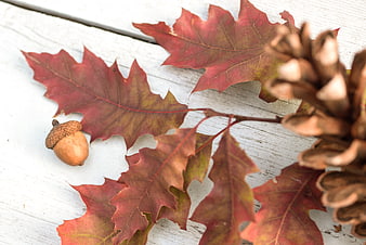 Autumn Oak Leaves, Acorn, and Pine Cone on White Wood
