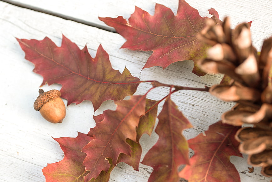 Autumn Oak Leaves, Acorn, and Pine Cone on White Wood
