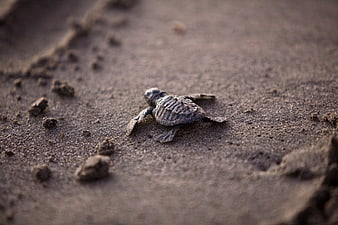Baby Sea Turtle Crawling on Wet Sand at Night