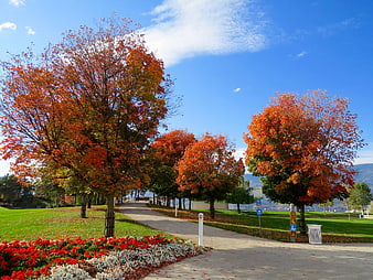 Autumn park pathway with vibrant orange trees and red flowers