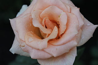 Close-up of a delicate pink rose with water droplets
