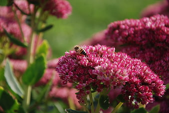 Honeybee Pollinating Pink Sedum Flower Close-Up