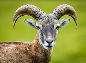 Close-up portrait of a wild bighorn sheep with large curved horns