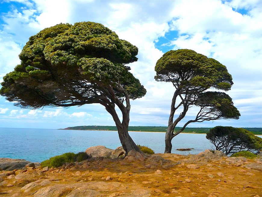 Wind-Sculpted Coastal Trees on Rocky Shoreline