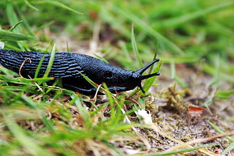 Close-up of a black slug crawling on wet grass