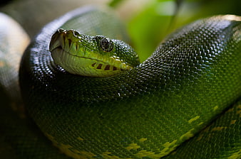 Close-up of a Green Tree Python Coiled in a Natural Setting